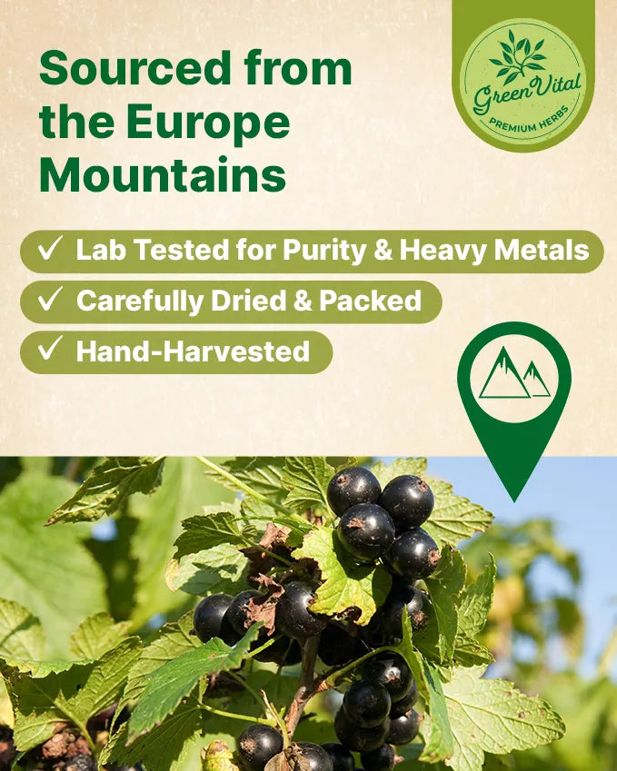 Blackcurrant Fruit Tea — 40 Tea Bags