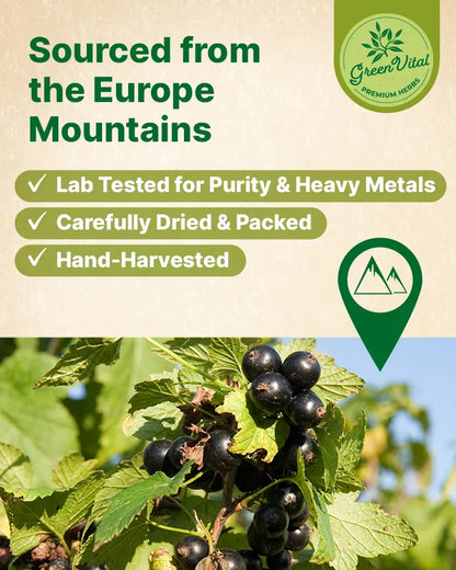 Blackcurrant Fruit Tea — 40 Tea Bags